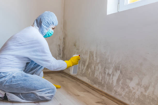 Licensed Mold Remediation service in Haskell, TX - WQB Mold Removal